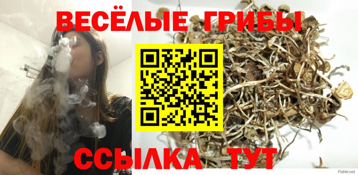 Галлюциногенные грибы Psilocybe  Вход с VPN  Куйбышев 